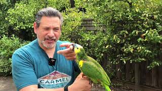 How And Where Does A Parrot Use His Beak. Food, Security, Defense.