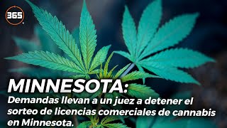 DEMANDAS llevan a un JUEZ a detener el SORTEO de LICENCIAS COMERCIALES de CANNABIS en Minnesota