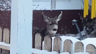 White tail deer and Magpie communicating🤔🦌🐦