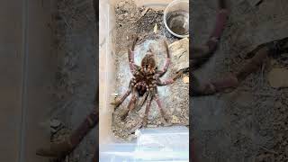 Purple tarantula spider shedding. Pamphobeteus insignis