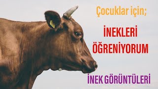 İNEKLERİ ÖĞRENİYORUM - İNEKLER - ÇOCUKLAR İÇİN - İNEK GÖRÜNTÜSÜ VE SESLERİ