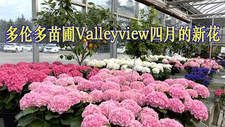 多伦多苗圃Valleyview的各种新花/4月2日