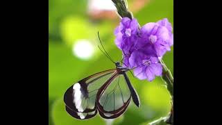 Le papillon à ailes de verre