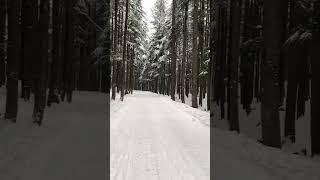 Forest in Kalam valley #valley #travel #mountains #naturelovers #travelshorts #travelvideos #snow