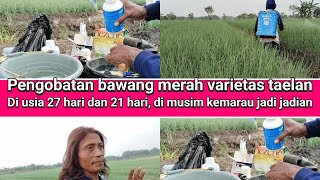 pengobatan bawang merah taelan usia 27 hari dan 21 hari,di musim kemarau jadi jadian