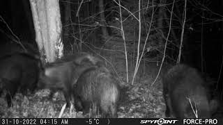 Funny Wild Hogs Fighting for a Place at a Tree/Mežacūkas pie darvas koka