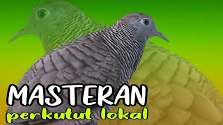 SUARA PANCINGAN PERKUTUT..... KLIK LANGSUNG NYAUT