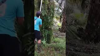 kerja panen jurus cepat ➡️3 jam 10 ton 👍🏻💪🏻,#sawit #video #viral #buahsuper #petani #shots #tiktok