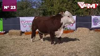 Villa Maria  Toros Hereford  corral 38 N 23