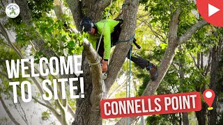 Welcome to Site - Connells Point - Shanes Trees