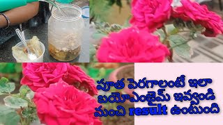 ఉచిత ద్రావణం చాలా సులువు చేయడం # GARDEN UPDATE తోటి youtuber ఇచ్చిన rare veriety మొక్కలు చిట్కాలు 🤗👌