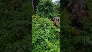 Cari daun Pakis di kebun  sawit                                       #video #viral