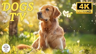 12 Hours of Videos for Dogs to Prevent Boredom: TV for Dogs & Chill Your Dog Out with Dog Music