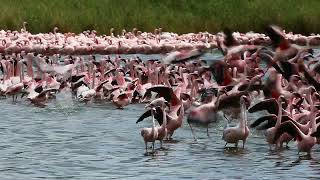 Flamingo on the lake. Tanzania. Serengeti National Park.