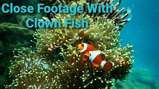 Shot by GoPro, Clown Fish Friendship with Anemone and Corals, Phi Phi island, Phuket, Visit Thailand