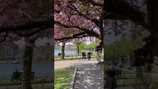 This is your sign to visit Bergen! #travel #visitnorway #norway #destination #cherryblossom