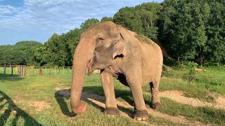 The Elephant Sanctuary | Billie Crunches On Watermelon