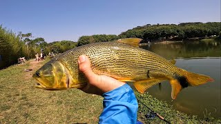 PEGUEI MUITOS DOURADOS COM ESSA ISCA!!😱🔥🎣