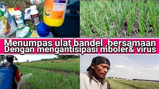 menumpas ulat yang bandel,bersamaan dengan mengantisipasi mboler& virus