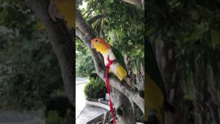 Caique Parrot Dancing