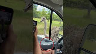 He wanted to meet us. #safari #subscribe #like #shorts #viral #share