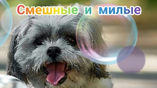 the sweetest creature, сердце тает, the heart melts, милейшие создания-приятное видео