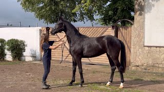 2 y.o. mare Barbara Black ST by Bon Couer - Bernay, Oldenburg