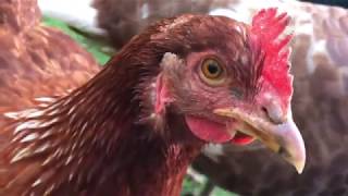 Poultry Checkin Themselves Out in Selfie Mode 🤳🏿 🐓 🦃