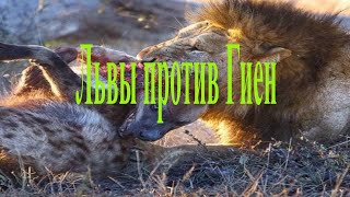 Львы против Гиен бесконечная битва [мирживотных животные animalworld] #shorts #шортс