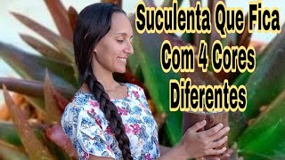 Suculenta Que Fica Com 4 Cores Diferentes