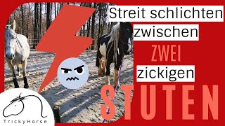 Pferd hat Panik vor anderen Pferden - Berittpferd Thalia lernt cooler zu werden - mit #TrickyHorse