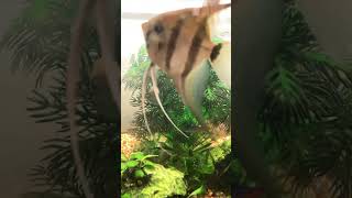 Angelfish likes the camera