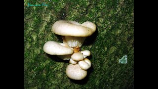 Pleurotus cornucopiae. Champimaginatis. English Text.