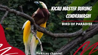 Kicau master burung cendrawasih / bird of paradise