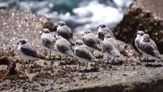 Sanderling