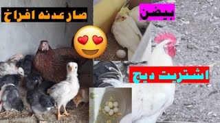 صار عدنه افراخ 🐣🐤الكوكتيل بيض🥚طيور الحب والفناجس فرخن 😍😍 بداية خير ان شاء الله