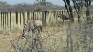 Gemsbok (Oryx gazella)