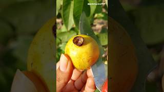 organic fruit harvesting 🥝🍈🍐🥑 #fruitcultivation #organic #rurallife #farm  @gardening_lover7469