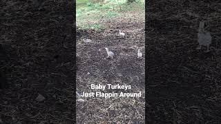 Baby Turkeys Just Flappin Around