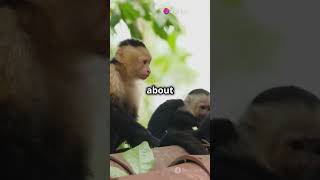 Facts About Capuchin Monkeys!