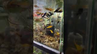 Satisfying fishes to watch .relaxing #satisfying #fun #trending #best #travel  #vlog #happy #fish