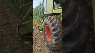 #Jaguar #claas#maishäckseln #oldschool #landtechnik  Claas Jaguar Sf70 am häckseln