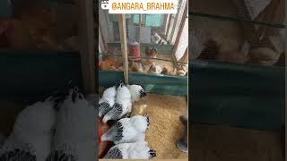 Ternak Ayam Brahman sangat menguntungkan