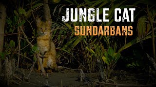 Jungle Cat in Sundarbans #nature #wildlife #wildlifefacts #travel #explore #asmrvideo