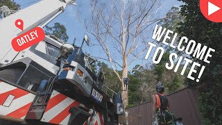 Welcome To Site -  Oatley - Shane's Trees