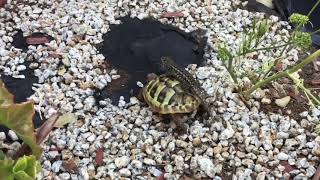 Blue belly lizard rides tortoises back! 😂😂