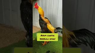 Ayam bulu rawis Emas