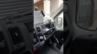 Mino im Auto