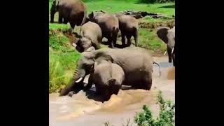 akagera national Park elephants trying to swim@vist Rwanda with us#inquiries+256775927484