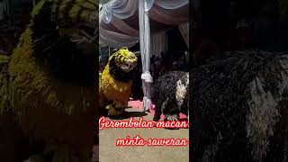 #Gerombolan macan Rame saweran#